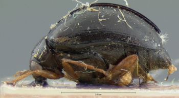 Media type: image; Entomology 18394   Aspect: habitus lateral view